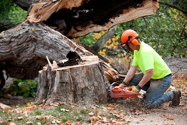 How Our Tree Care Process Works  in  Bradner, OH